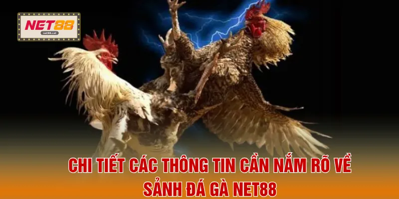 Chi tiết các thông tin cần nắm rõ về sảnh đá gà NET88