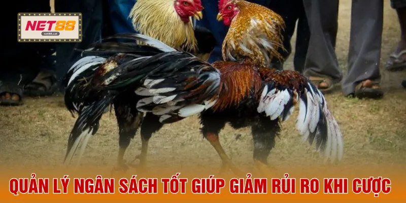Quản lý ngân sách tốt giúp giảm rủi ro khi cược