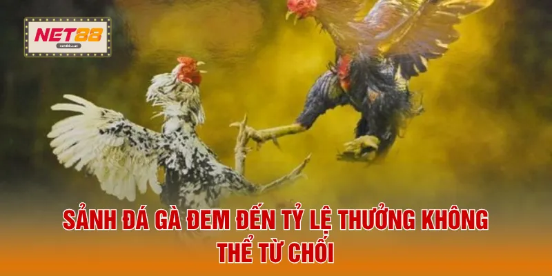 Sảnh đá gà đem đến tỷ lệ thưởng không thể từ chối